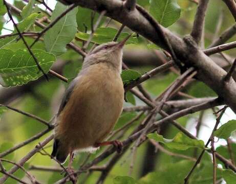 Sylvietta rufescens pallida Alexander 1899的圖片