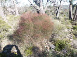 Image of Allocasuarina muelleriana (Miq.) L. A. S. Johnson