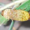 Image of Castiarina testacea (Saunders 1869)