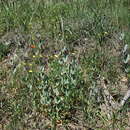 Plancia ëd Conringia austriaca (Jacq.) Sweet
