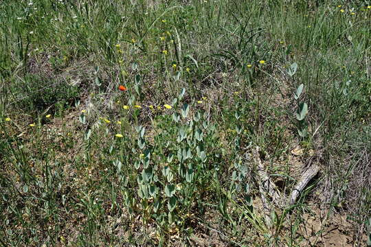 Image of Conringia austriaca (Jacq.) Sweet