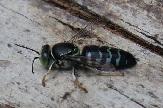 Image de Bembix melancholica F. Smith 1856