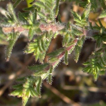 Image of false rosemary
