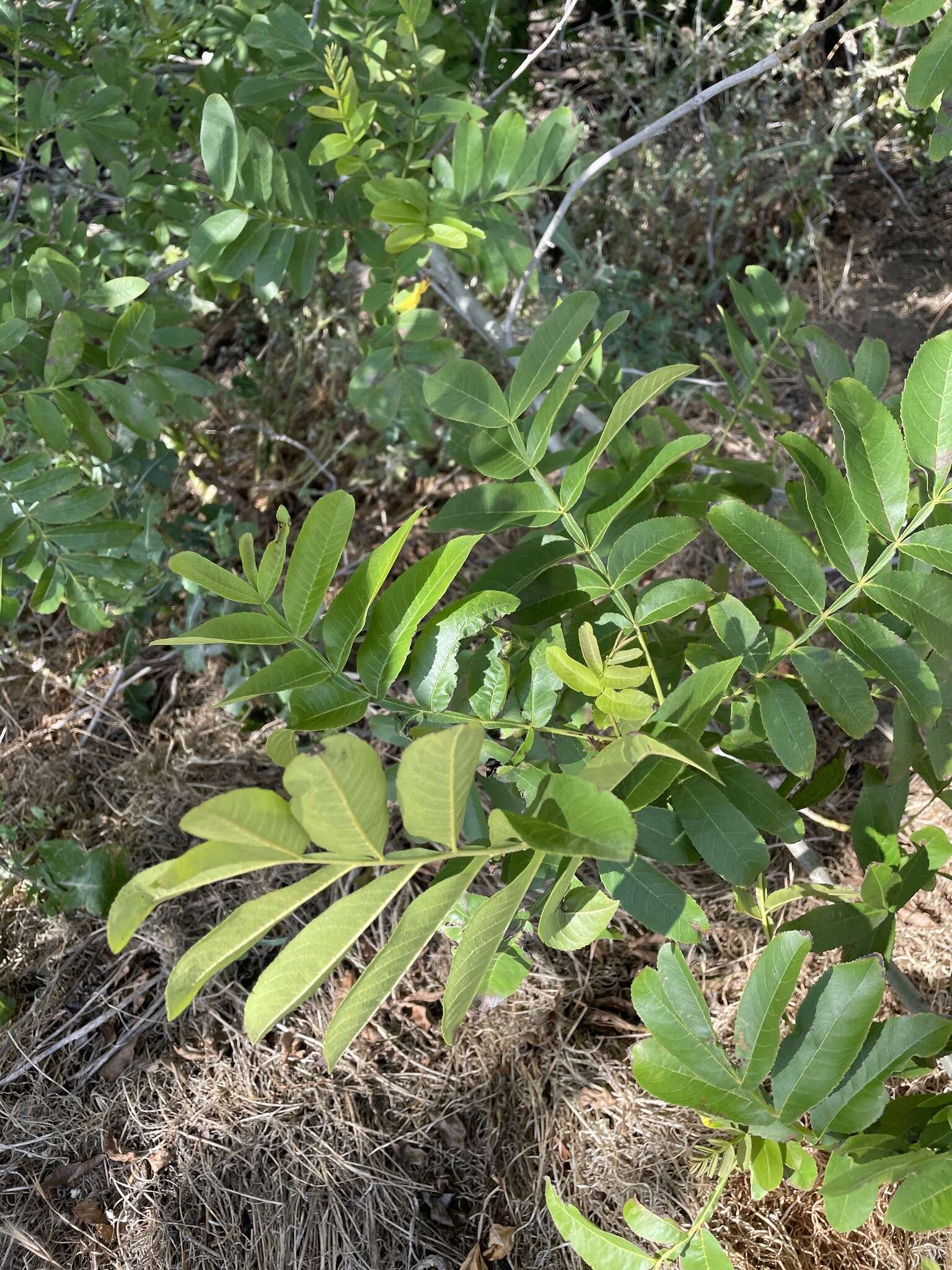 Слика од Pterocarya stenoptera C. DC.