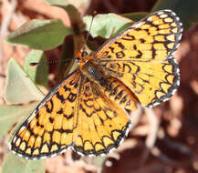 Image of Poladryas minuta Edwards 1861