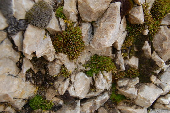 Image of common candle snuffer moss