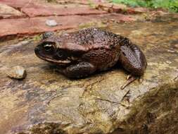 Rhinella poeppigii (Tschudi 1845)的圖片