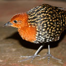 Image of Buff-spotted Flufftail