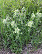 صورة <i>Onosma microcarpa</i>