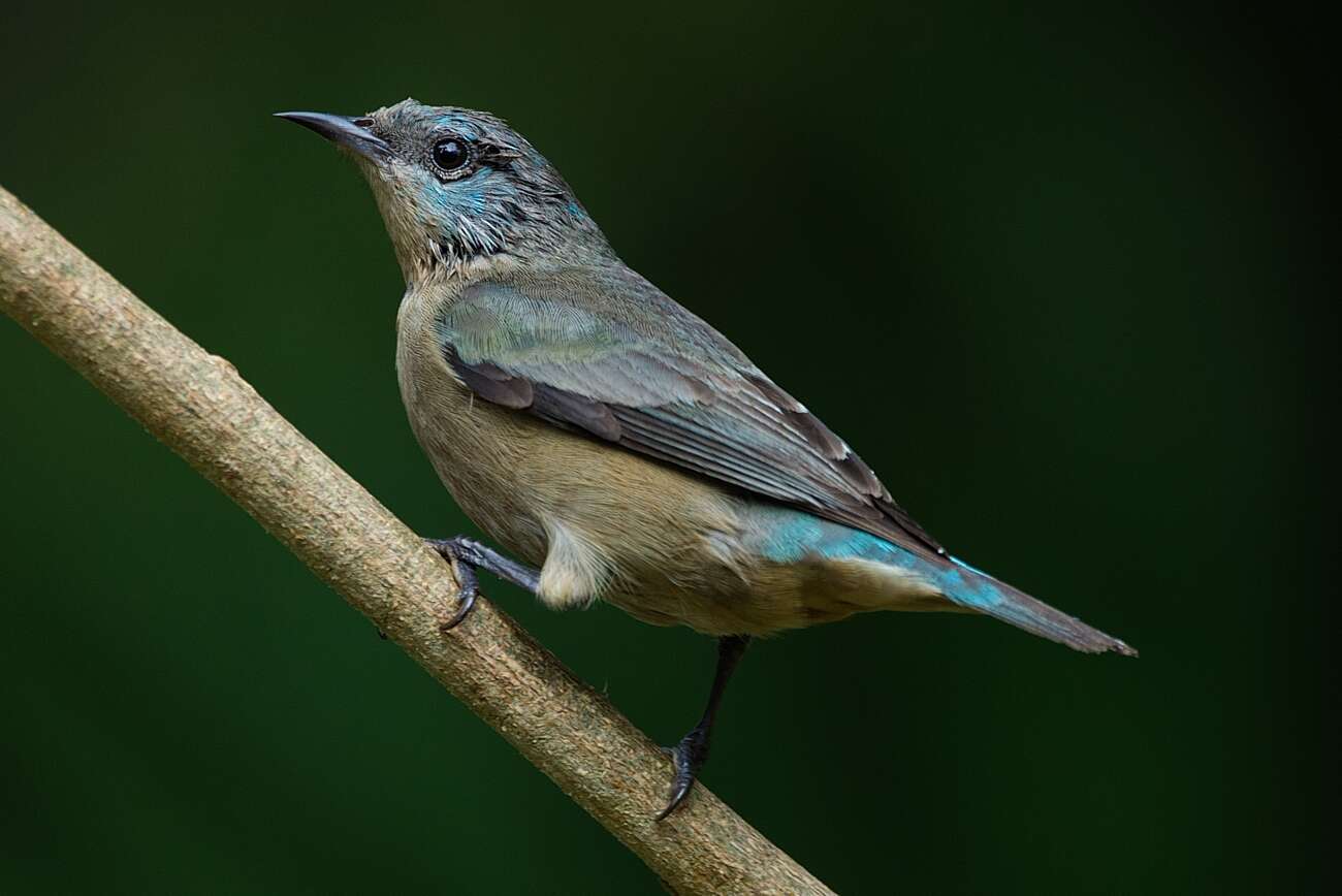 Image of Black-legged Dacnis