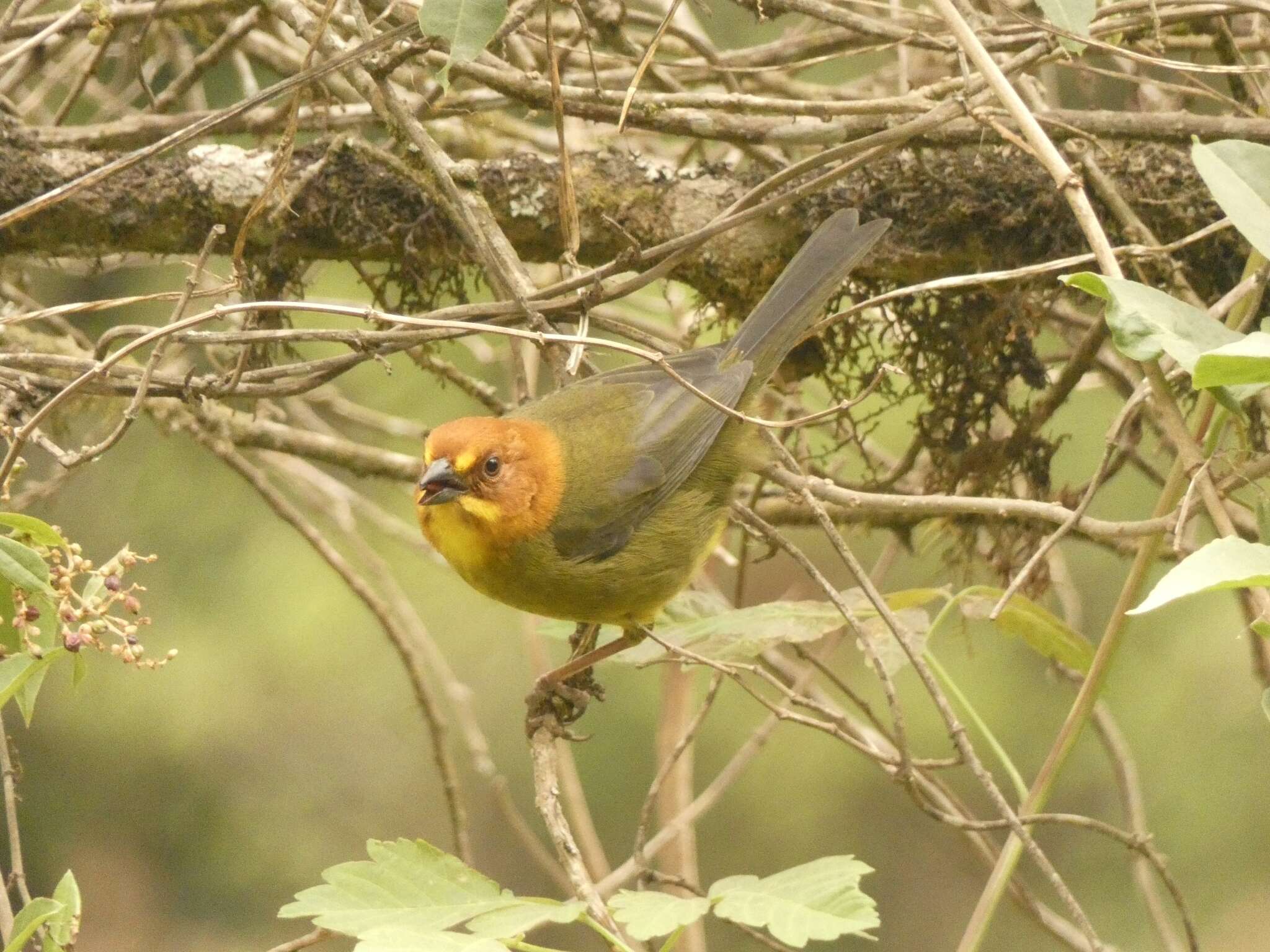 Image of Fulvous-headed Brush Finch