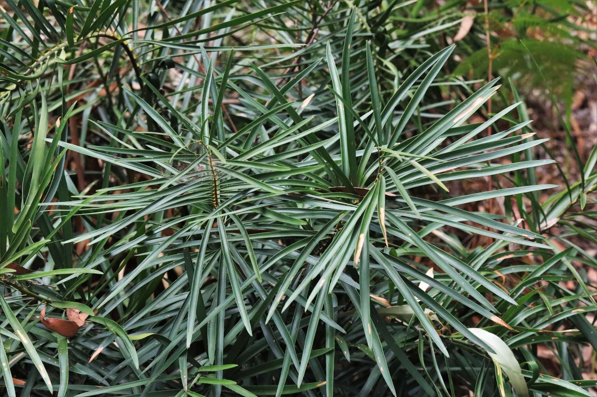 Image of Macrozamia fawcettii C. Moore