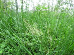 Image of Amazon Viper Grass