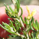 Image of Aspalathus lactea subsp. adelphea R. Dahlgren