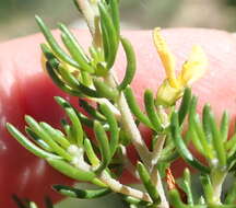 Image of Aspalathus lactea subsp. adelphea R. Dahlgren