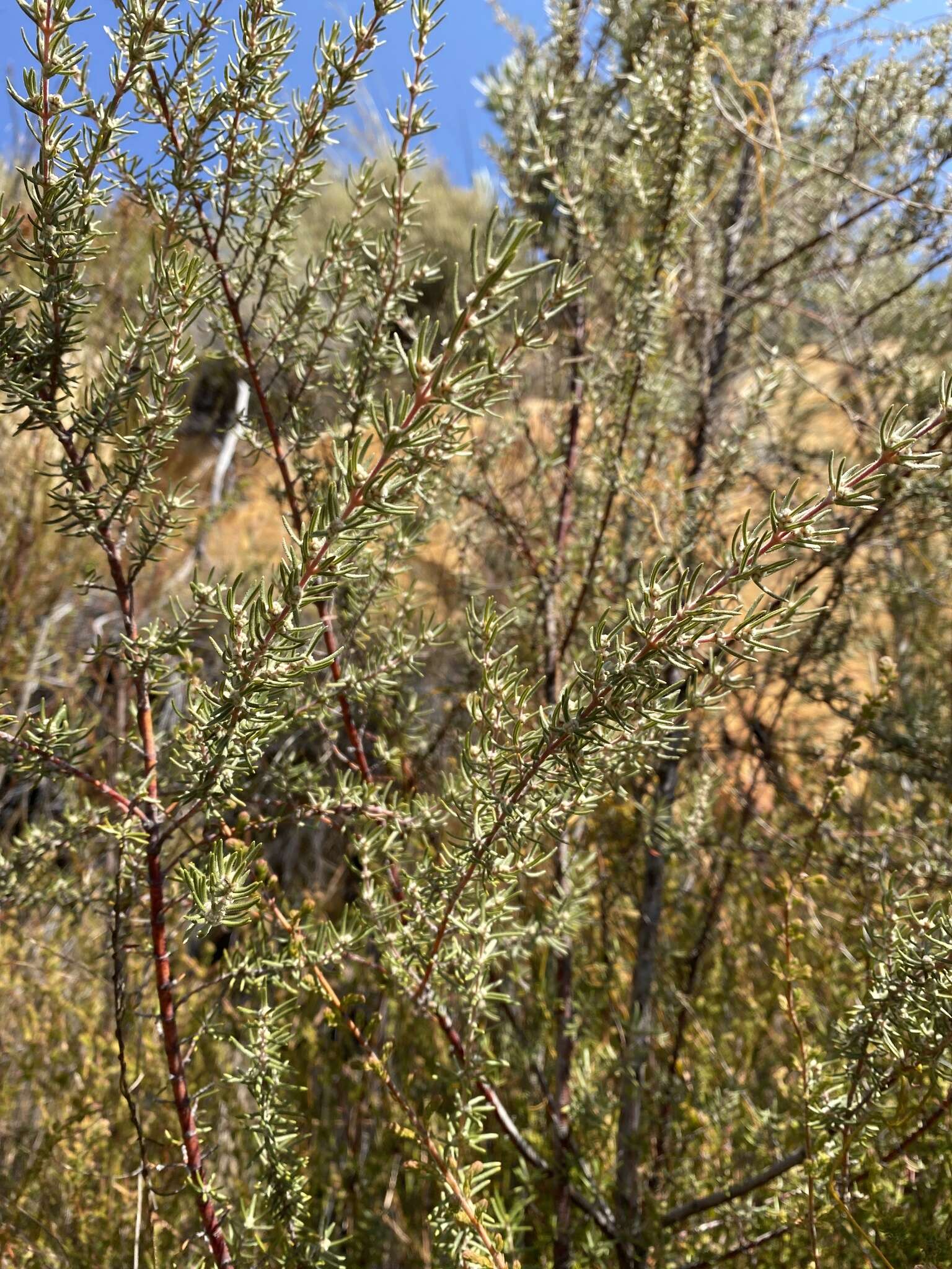 Image of Grubbia rosmarinifolia subsp. hirsuta (E. Mey. ex DC.) S. Carlquist