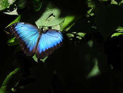 Morpho helenor Cramer 1782的圖片