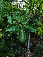 Image of Camphor laurel