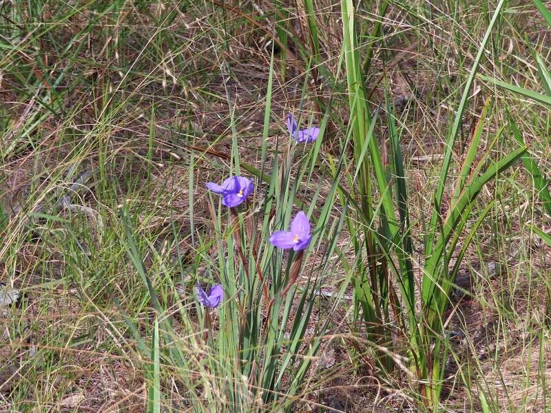 Image of Patersonia sericea var. sericea