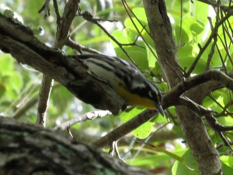 Image de Setophaga dominica dominica (Linnaeus 1766)