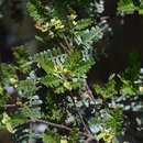 Sivun Weinmannia microphylla Ruiz, Pav. apud Lopez kuva