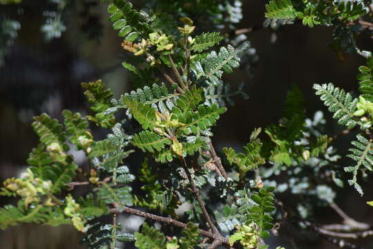 Sivun Weinmannia microphylla Ruiz, Pav. apud Lopez kuva