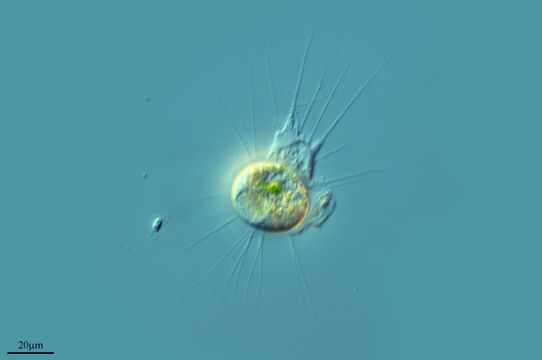 Image of <i>Baileyi mutabilis</i>