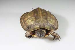 Image of Brown Land Turtle