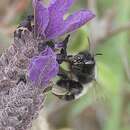 Image of Anthophora nigriceps Morawitz 1886