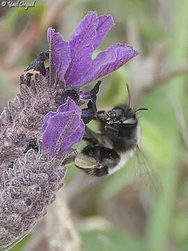 Image of Anthophora nigriceps Morawitz 1886