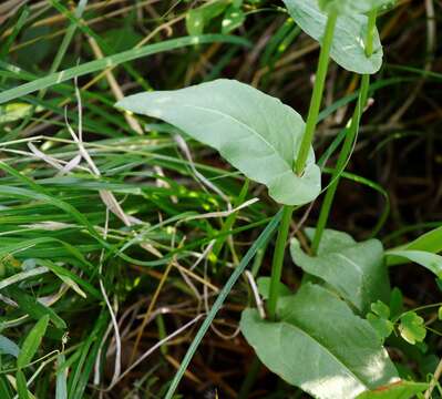 Image of Lapland Sorrel