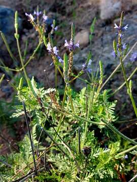 Imagem de Lavandula canariensis subsp. canariensis