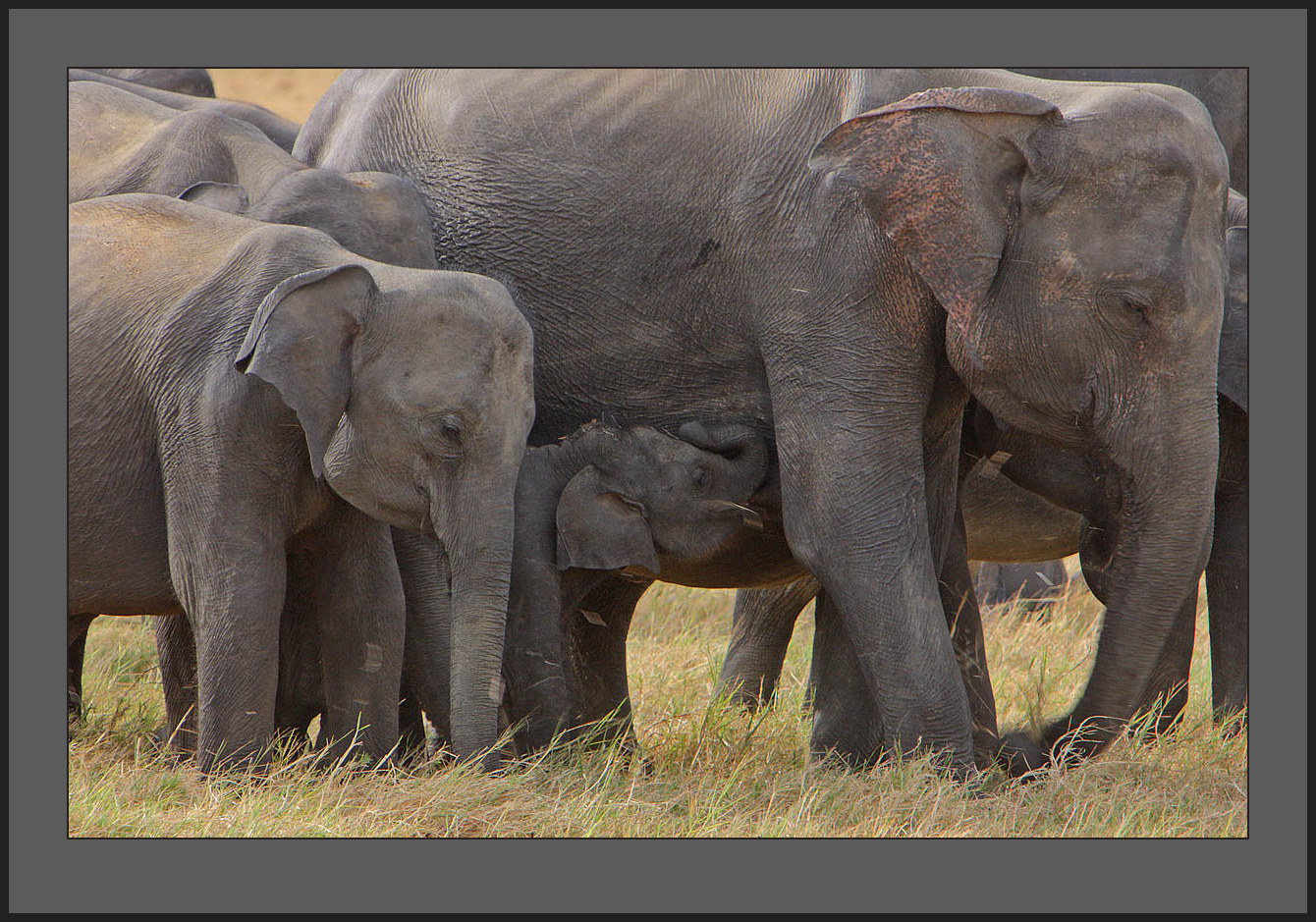 Image of Sri Lankan Elephant