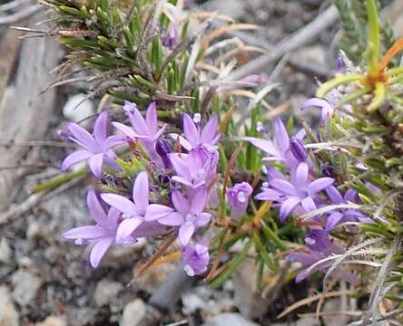 Image of Merciera azurea Schltr.