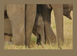 Image of Sri Lankan Elephant