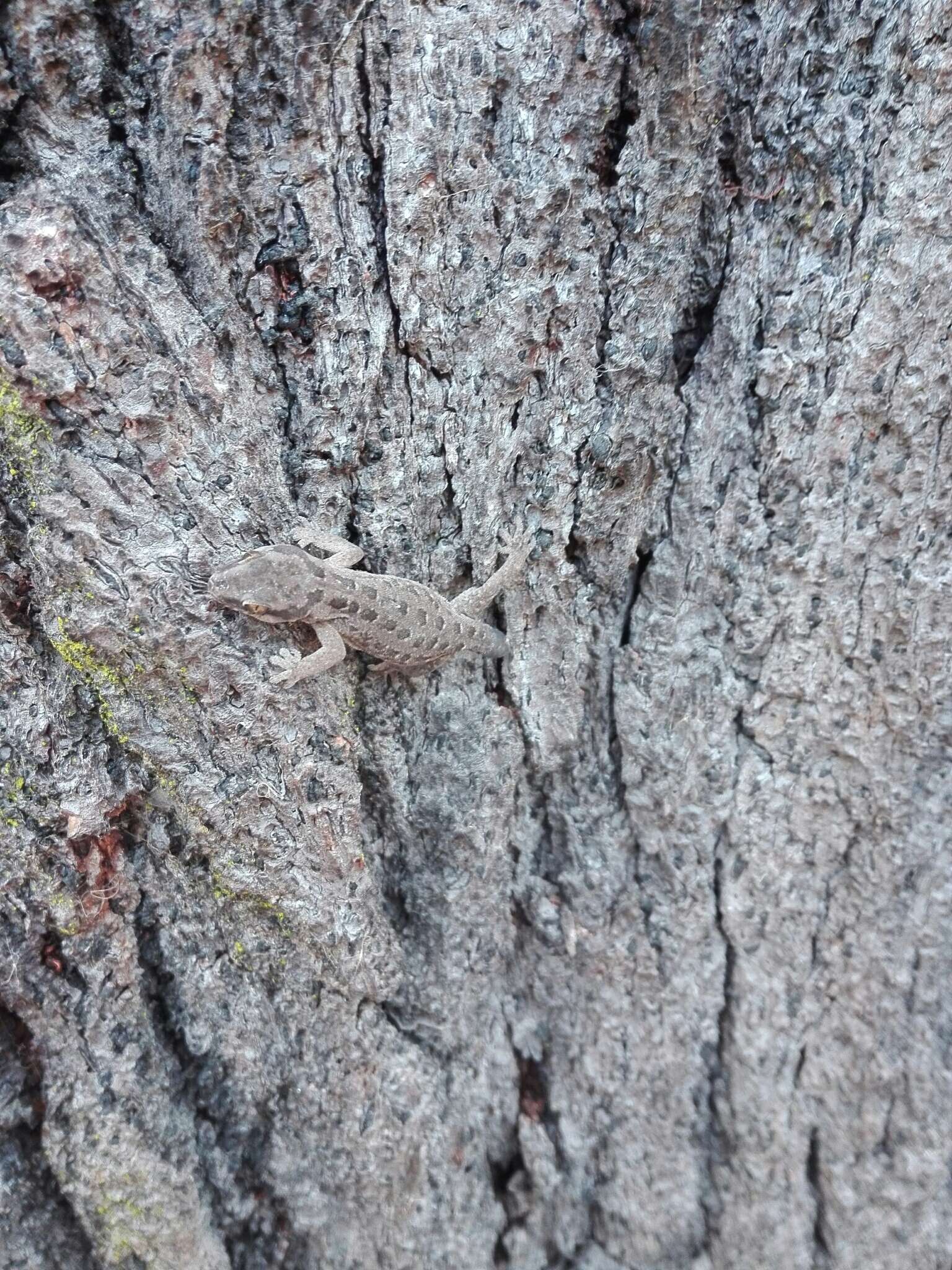 Image of Spotted Gecko