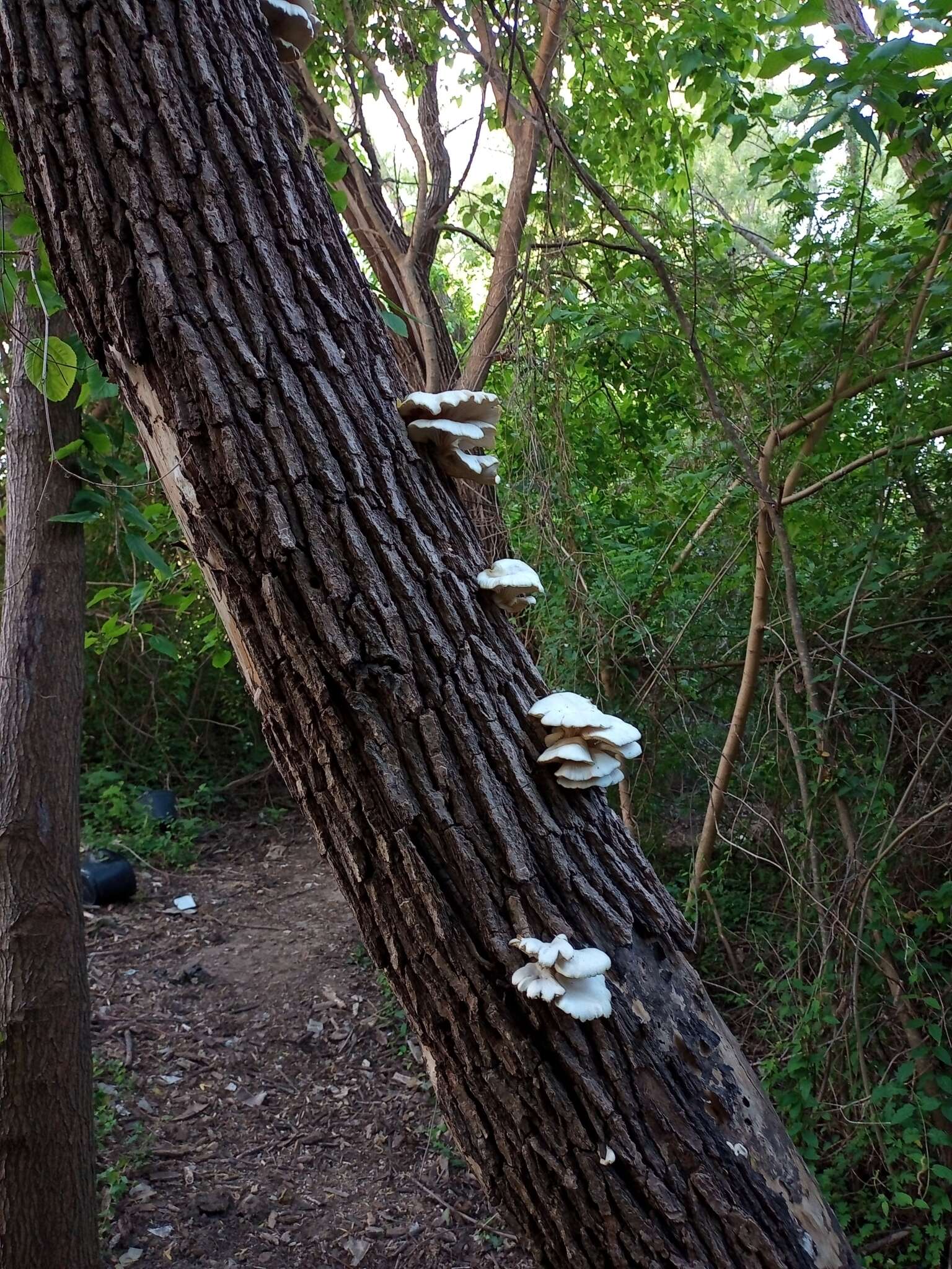 Image of Pleurotus albidus (Berk.) Pegler 1983