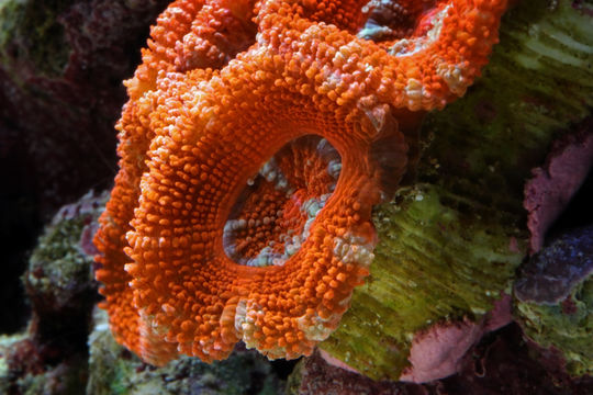 Image of Starry cup coral