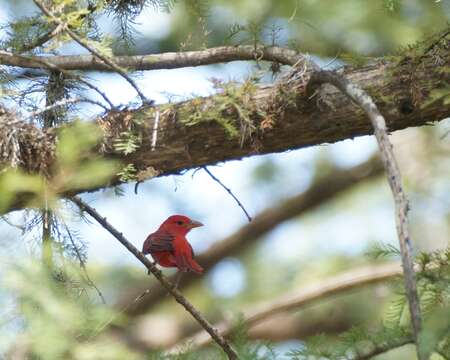 Image of Summer Tanager