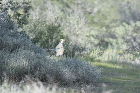 Image of Island Chukar