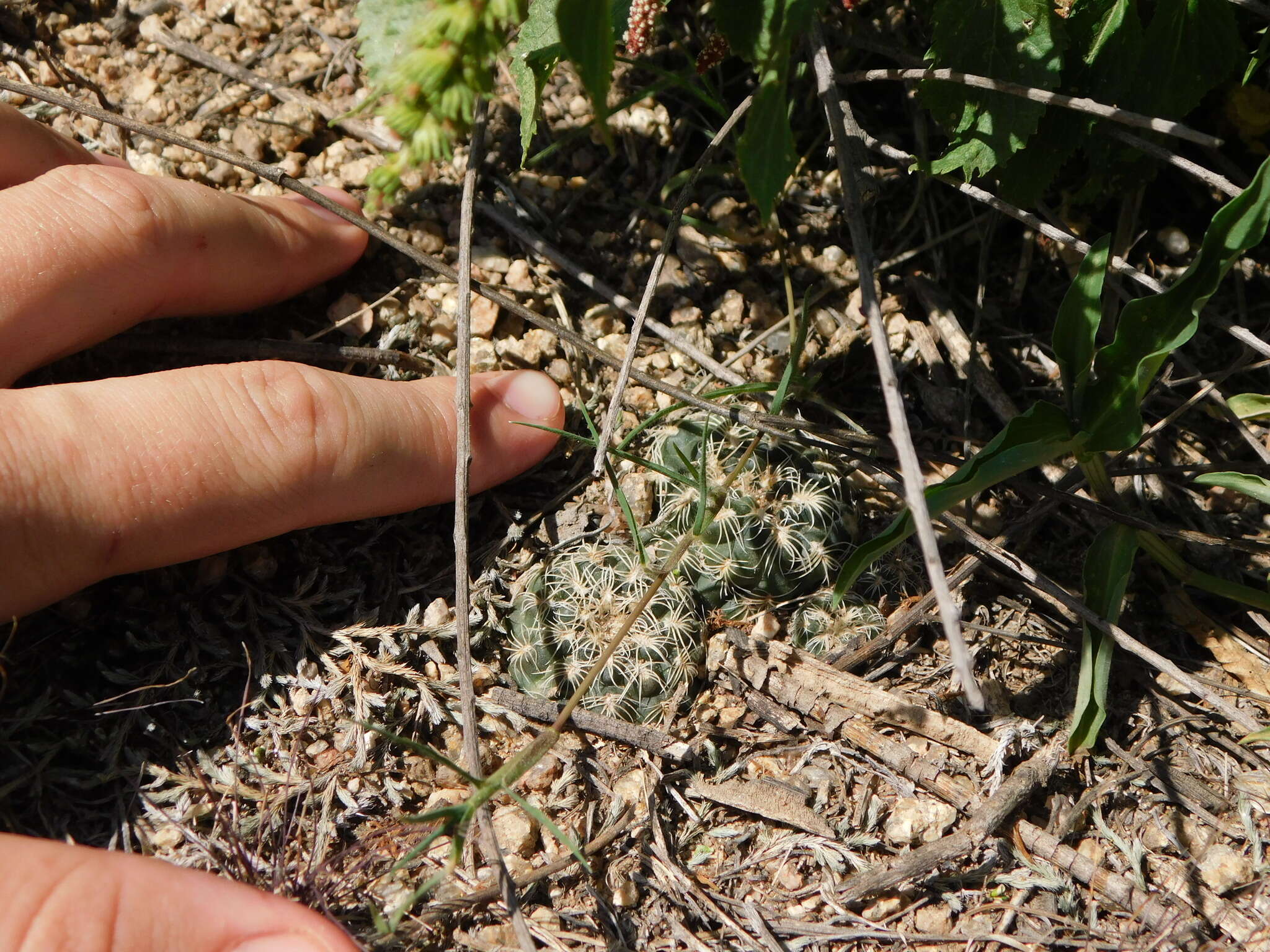 Image of Gymnocalycium calochlorum (Boed.) Y. Itô