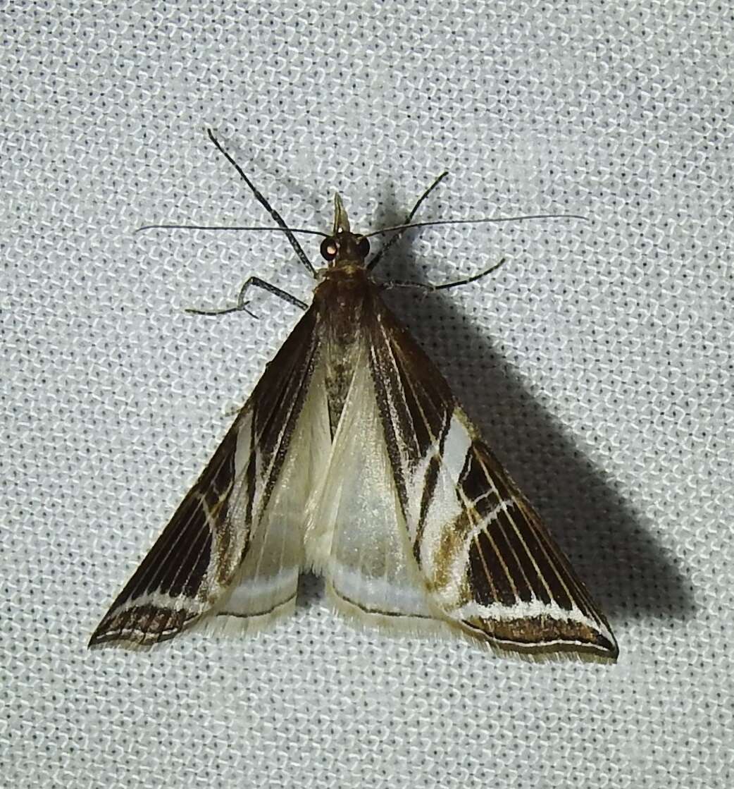 Image of Phrataria transcissata Walker 1862