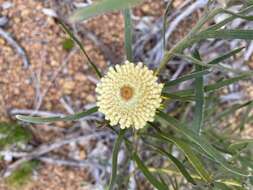 Image of Isopogon sphaerocephalus Lindl.