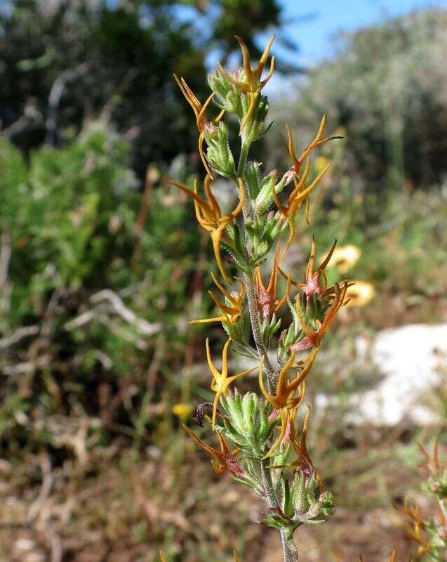 Image of Manulea cheiranthus (L.) L.