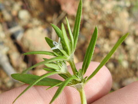 Image of mountain saucerflower