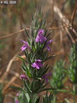 Image of Thymbra spicata L.