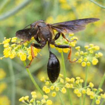 Isodontia auripes (Fernald 1906)的圖片