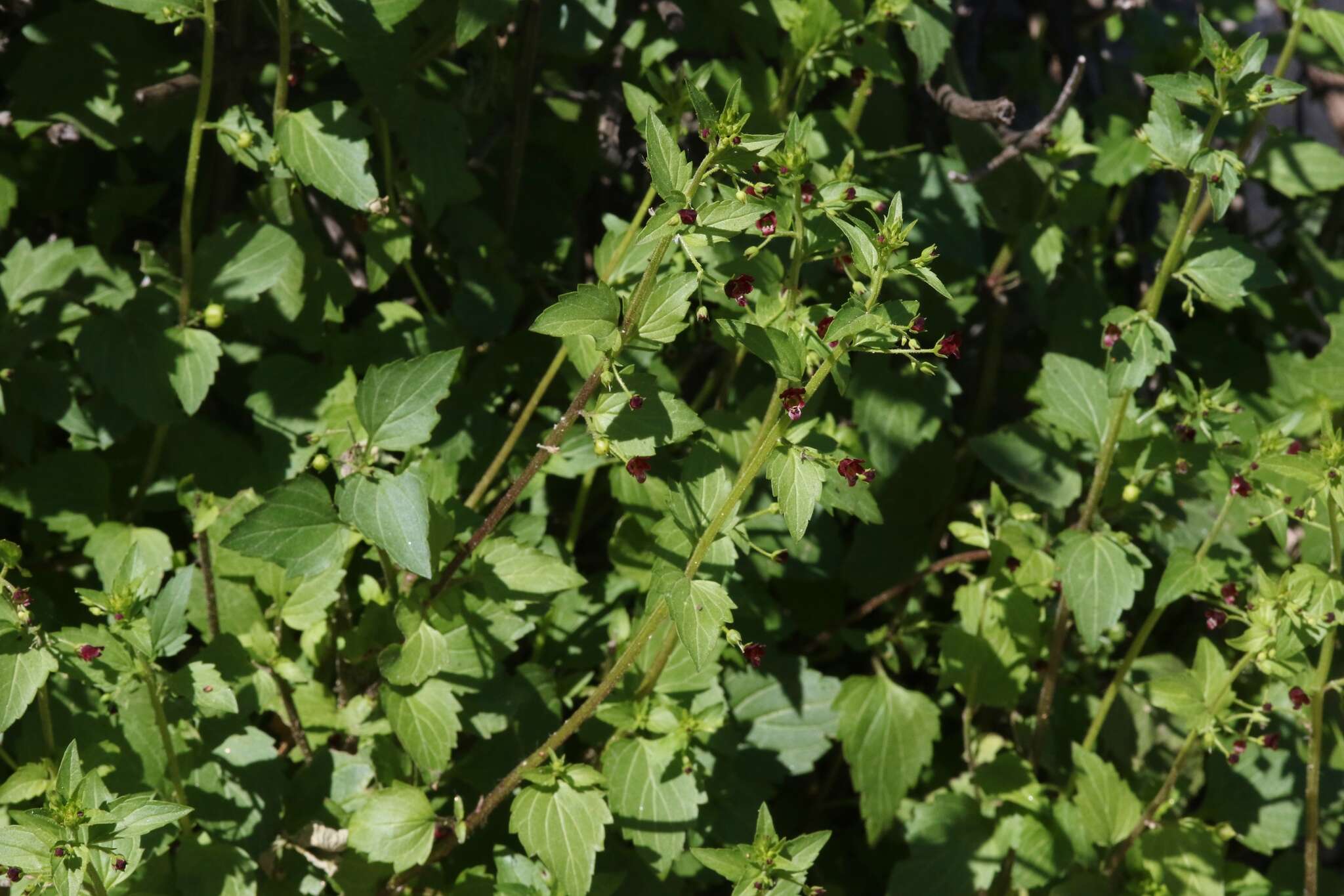 Imagem de Scrophularia peregrina L.