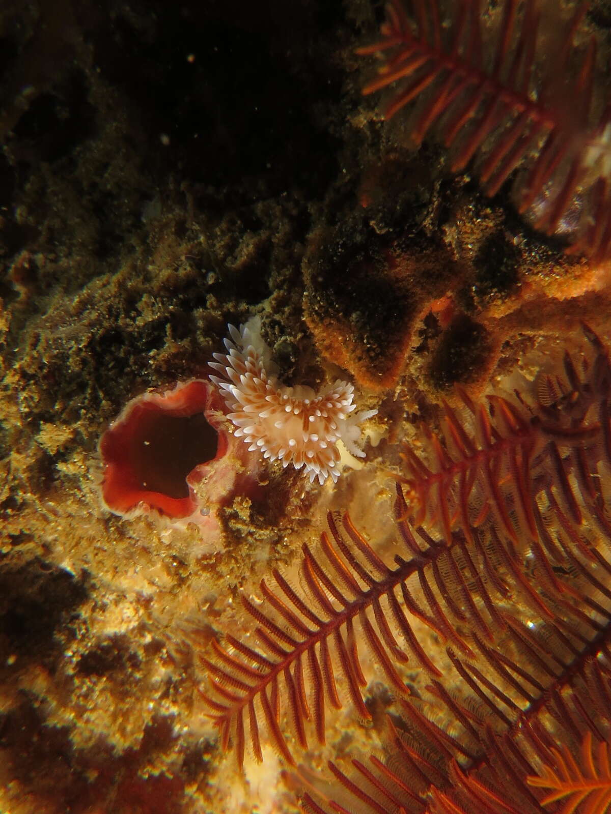 Image of Medallion silvertip nudibranch