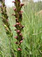 Image of Disa brevicornis (Lindl.) Bolus